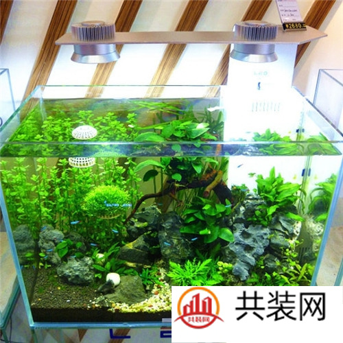 迷你水族箱造景  让水族箱成为室内的一处风景